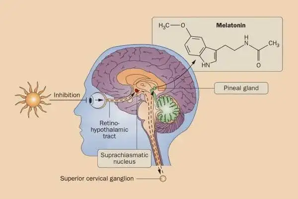 sleep science